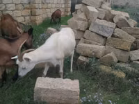 Goat, Goats — photo 3