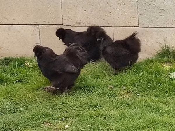 Silkie