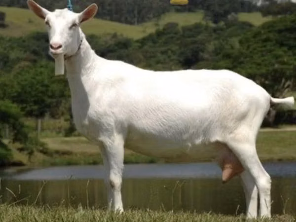 Cabra, Saanen goat