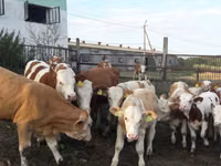 ثور, Simmental cattle — الصورة 3
