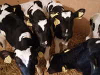 Býk, Simmental cattle — foto 4