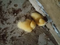 Ducks — foto 1