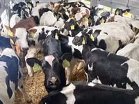Býk, Russian Black pied cattle — foto 4