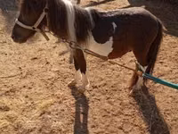 Cheval, Falabella — photo 2