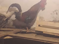 Chickens — zdjęcie 1