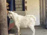 Cabra, Saanen goat — foto 3