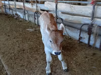 ხარი, Swiss cattle — ფოტო 2
