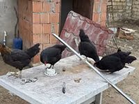 Chickens — 3-rasm