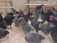 Australorp — zdjęcie 3