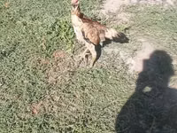 Chickens — Foto 1