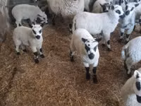 Қошқар, Cerry Hill sheep — 4-сурет