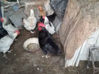 Chickens — foto 3