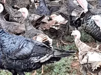 Turkeys — foto 5
