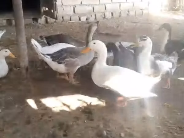 Geese — Ozarbayjon