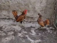Bantam — zdjęcie 1
