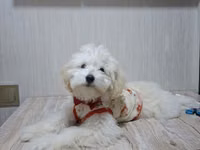Erkək Maltipoo balası - Yaş: 5 aylıq - Xüsusiyyətlər: Tam sağlam, çox — сүрөт 3