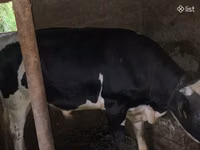 Buğa, Russian Black pied cattle — foto 6