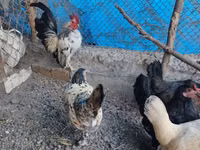 Chickens — Foto 1