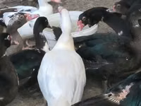 Ducks — foto 2