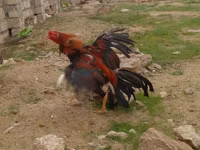 Chickens — 写真 6