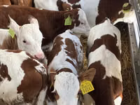 Cattle (batch, sex not specified), Simmental cattle — photo 4