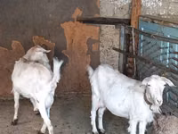 Koza, Saanen goat — zdjęcie 5