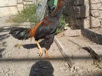 Chickens — foto 7