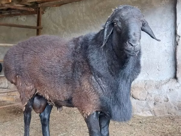 Ram, Sheep
