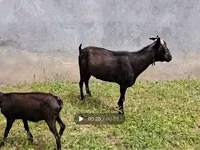 Koza, Murcia-Granada goats — zdjęcie 8