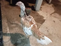 Chickens — photo 4