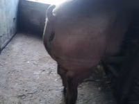 Sow, Pigs — photo 3