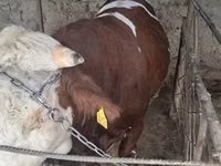 أبقار (دفعة، الجنس غير محدد), Simmental cattle — الصورة 3
