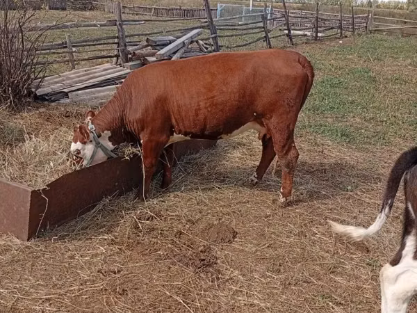 Vache, Hereford