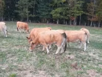 Krowa, Aubrac cattle — zdjęcie 3