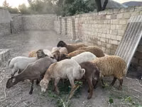 Baran, Owce — zdjęcie 4