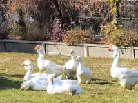 Geese — foto 1
