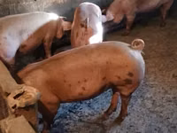 Säue, Schweine — Foto 3