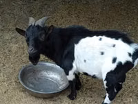 ஆண் வெள்ளாடு, Nigerian dwarf goats — புகைப்படம் 1