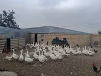 Geese — 写真 6