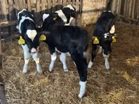 Bulle, Russian Black pied cattle — Foto 4