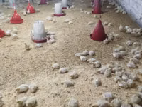 Chickens — photo 2