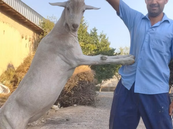 Kozel, Saanen goat