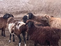 Qoʻchqor, Kazakh fat-tailed coarsewool sheep — 1-rasm