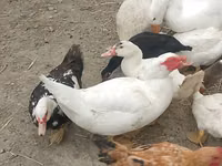 Chickens — foto 2