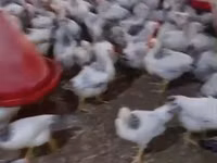 Chickens — foto 2