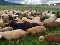 ცხვარი, ცხვრები — ფოტო 2