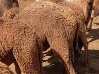 Dəvələr (partiya, cinsi göstərilməyib), Kazakh Bactrian camel — foto 4