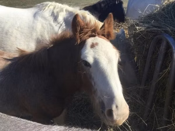 Cavalo, Gypsy horse