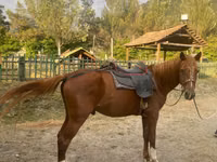 குதிரை, Karabakh horse — புகைப்படம் 2