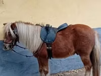 Cheval, Shetland Pony — photo 1